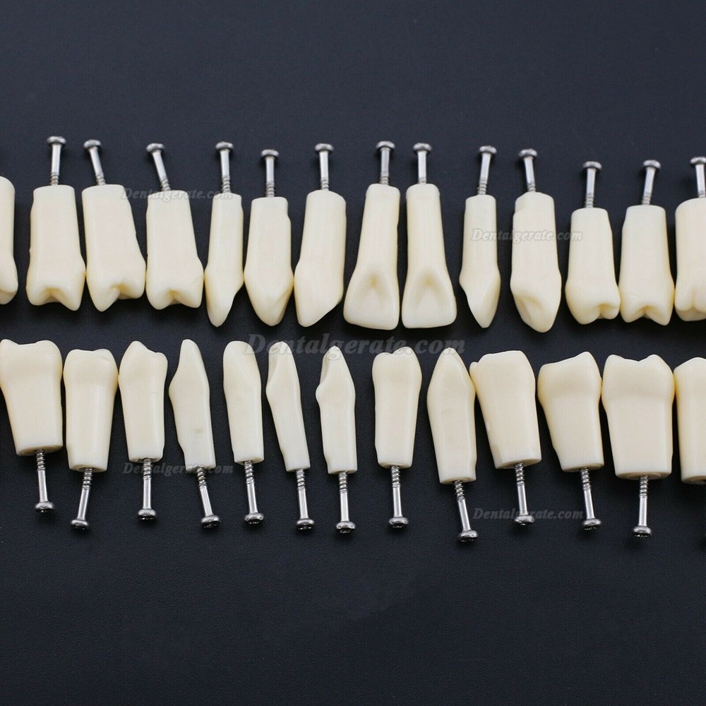 Dental Z&auml;hne Modell Typodont M8024/M8025 Kompatibel Nissin Kilgore 200